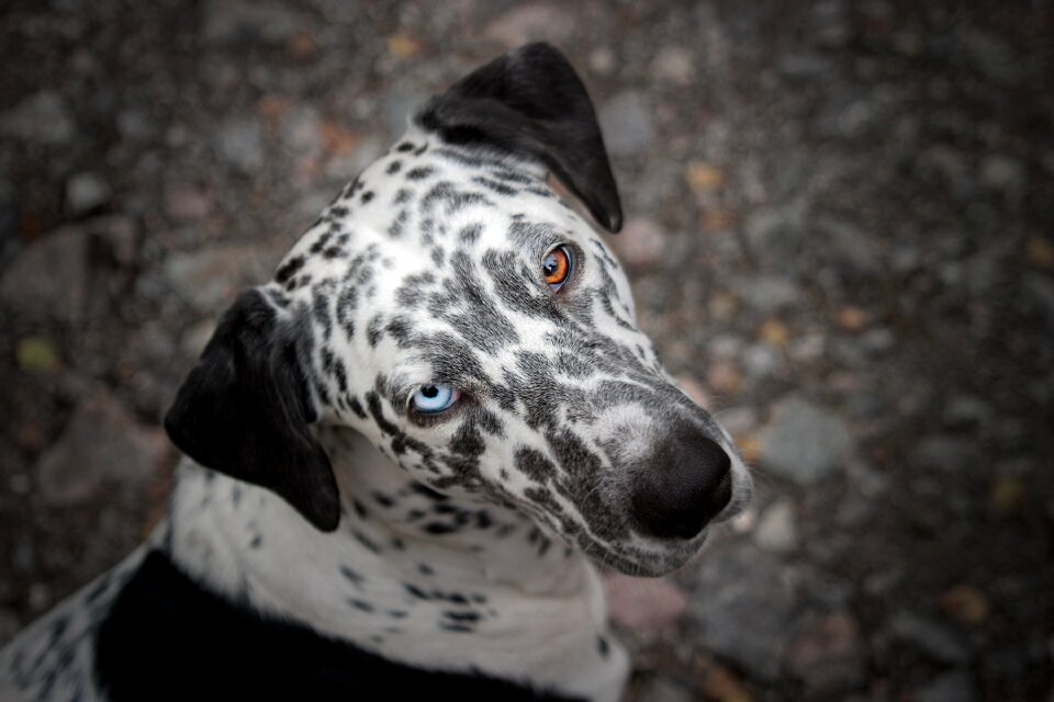Different color blue eye brown eye
