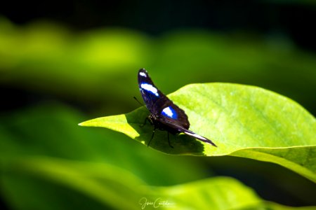 Blue (220953513)