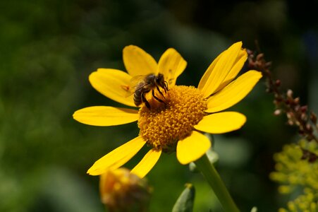 Insect pollination nature photo