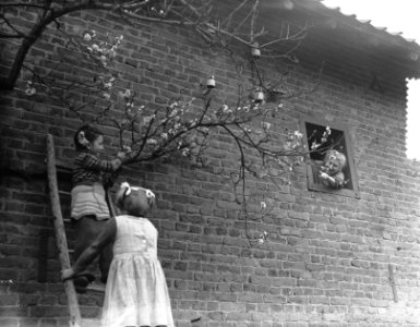 Bloesem in Zuid-Limburg, Bestanddeelnr 905-6555