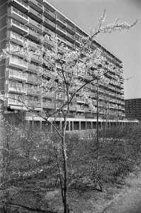 Bloesemboom bij flat in Amsterdam Noord, Bestanddeelnr 925-5206