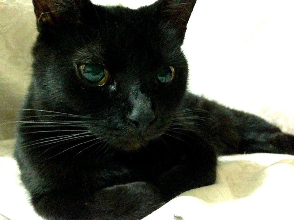 Blind black female cat
