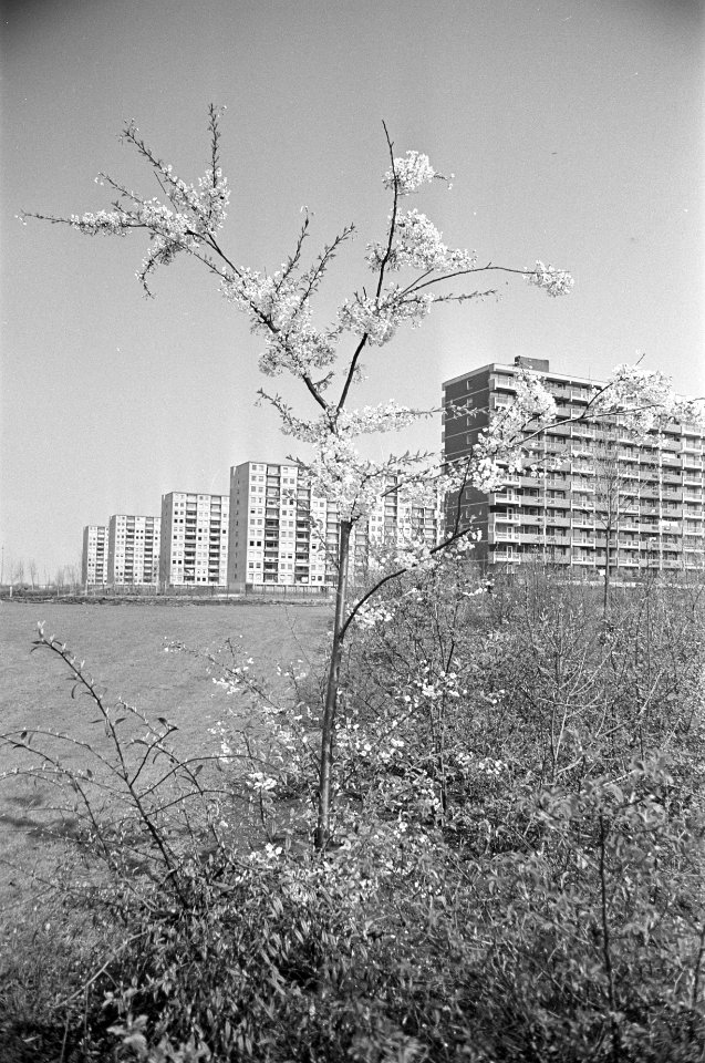 Bloesemboom bij flat in Amsterdam Noord, Bestanddeelnr 925-5208