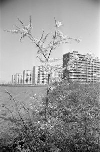 Bloesemboom bij flat in Amsterdam Noord, Bestanddeelnr 925-5208