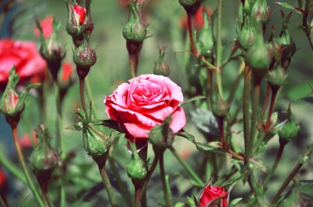 Handsomely bouquet composition photo