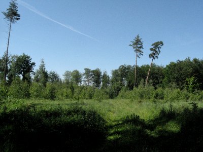 Blick vom SE der Hehlberg-Hochfläche nach NNW, spät im Mai