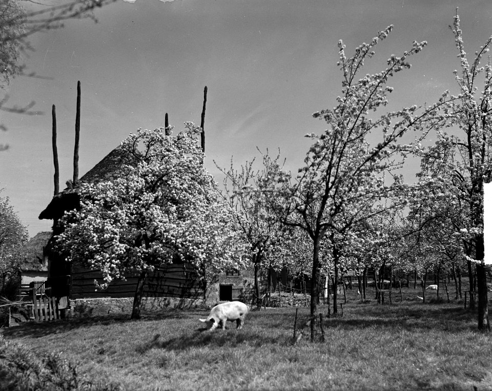 Bloesem in Meteren in de Betuwe Gevel met varken, Bestanddeelnr 903-3180