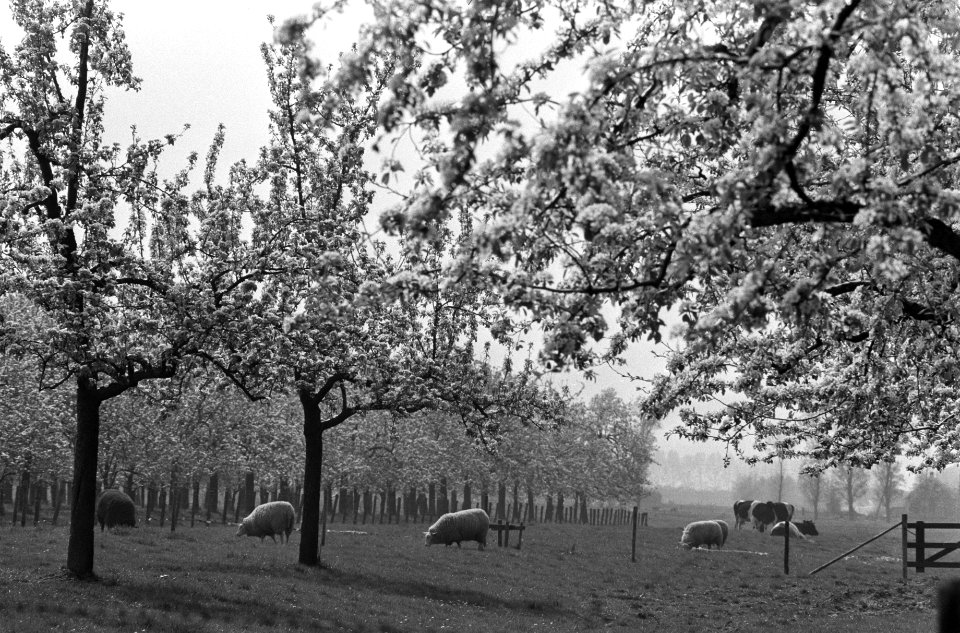 Bloesem in de Betuwe, kerse- en perebomen in bloei, Bestanddeelnr 927-1211