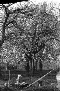 Bloesem in de Betuwe, kerse- en perebomen in bloei, Bestanddeelnr 927-1212