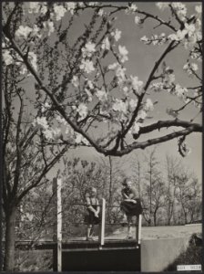 Bloesems, boomgaarden, Bestanddeelnr 060-0639
