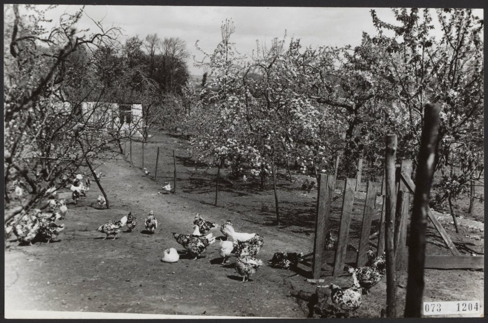 Bloesems, bomen, lente, pluimvee, Bestanddeelnr 073-1204