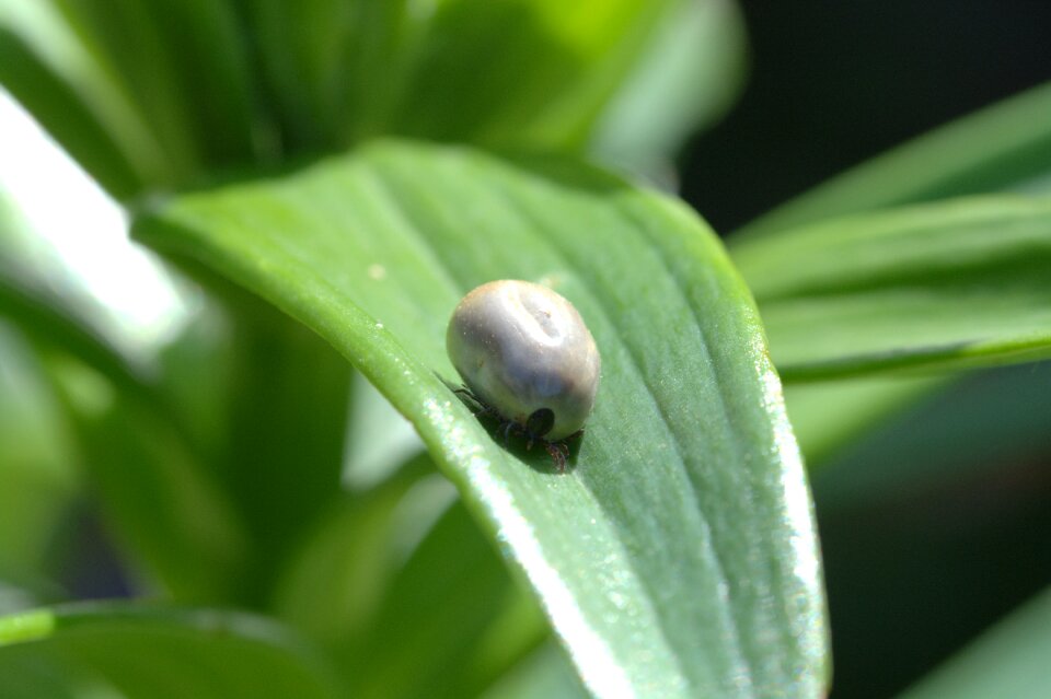 Dangerous animal lyme disease