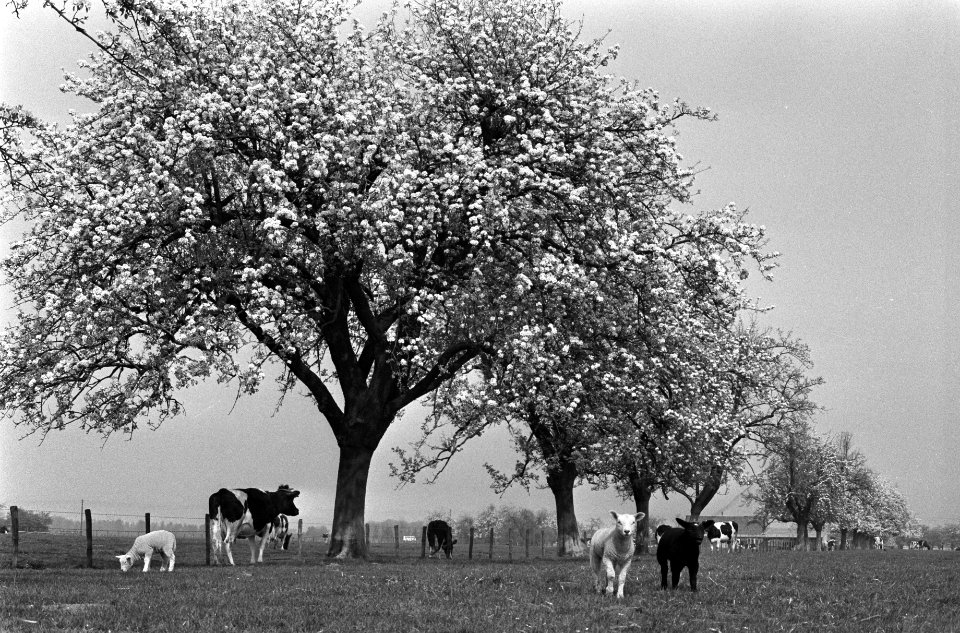 Bloesem in de Betuwe, kerse- en perebomen in bloei, Bestanddeelnr 927-1210