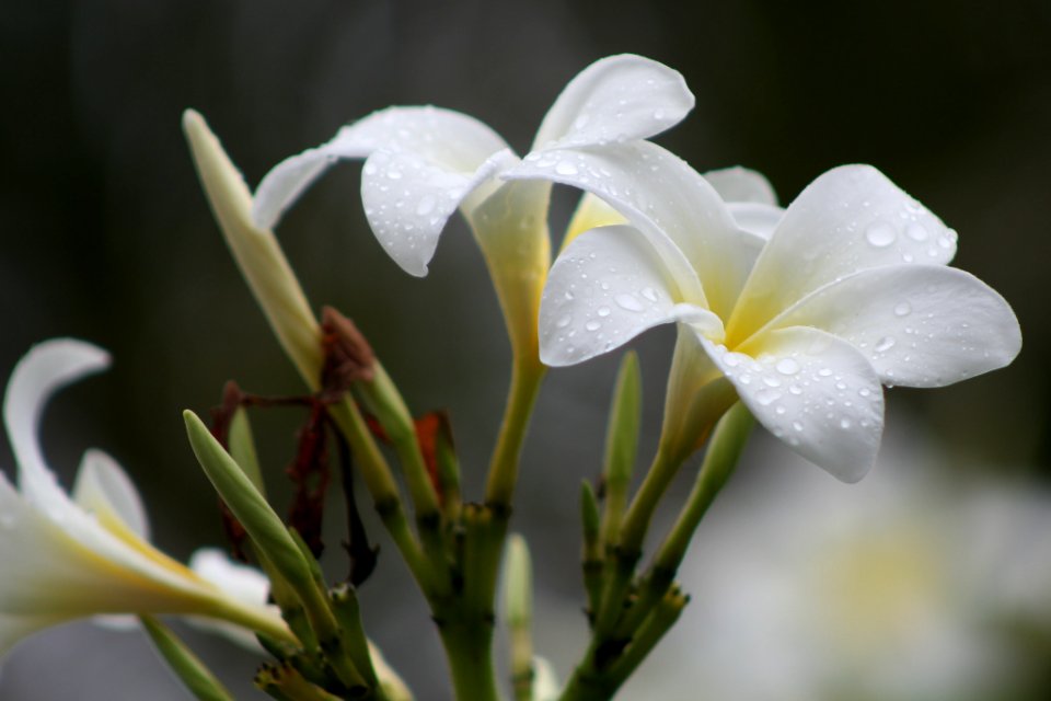 Blooming Plumeria After Rain (258758985)