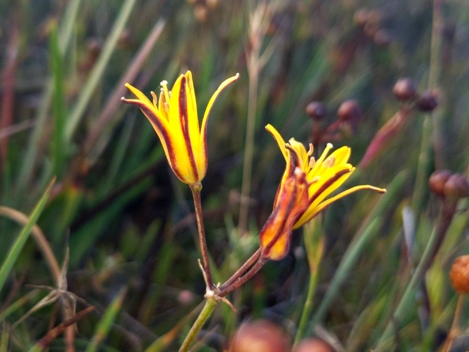 Bloomeria humilis 41620714