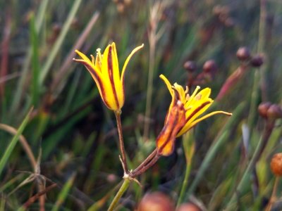 Bloomeria humilis 41620714