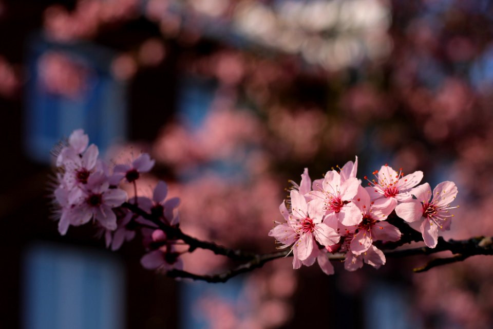 Blossom (204759447)