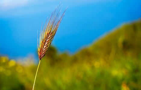 Summer nature plant photo