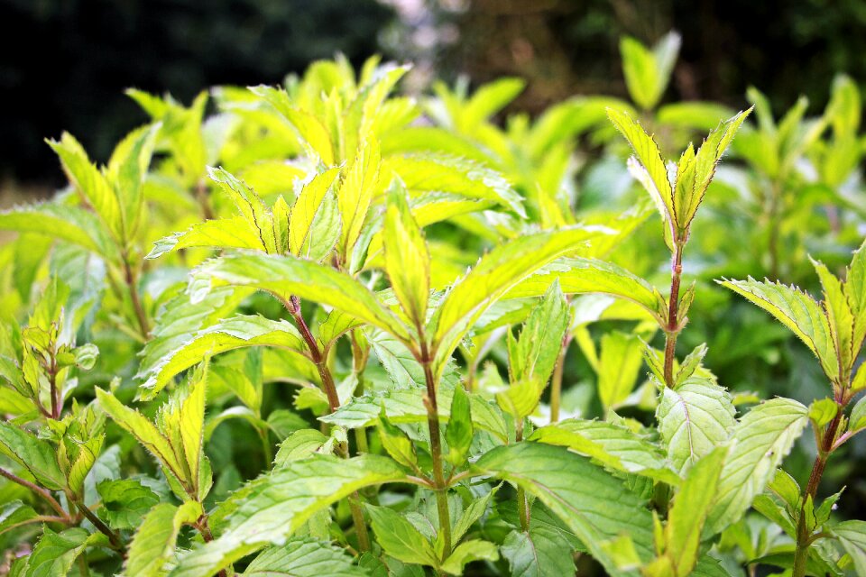 Herbal plant medicinal herbs aroma