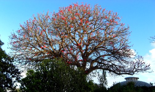 Blooming tree in Botanic Gardens Brisbane