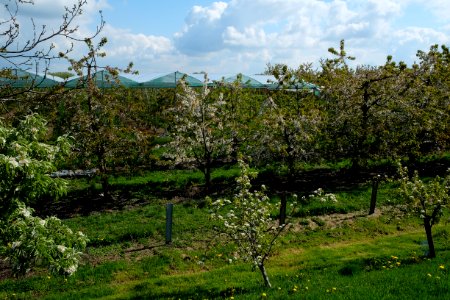 Blooming fruit trees in Geldermalsen, Betuwe