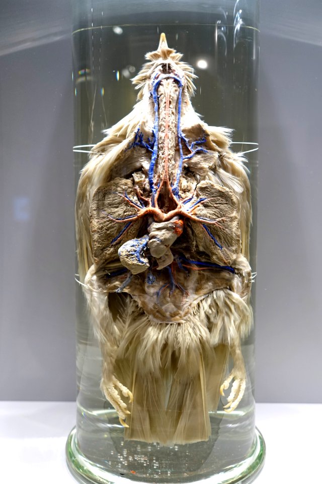 Blood vessels of the domestic pigeon - Hessisches Landesmuseum Darmstadt - Darmstadt, Germany - DSC00062
