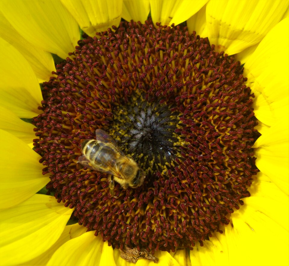 Wasp plant yellow