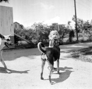 Blond kindje met honden in Suriname, Bestanddeelnr 252-6868