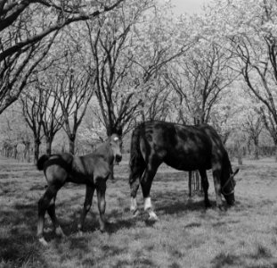 Bloesem in de Betuwe met paarden, Bestanddeelnr 904-5470