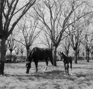 Bloesem in de Betuwe met paarden, Bestanddeelnr 904-5471