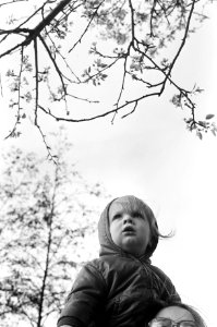 Bloesem van de sierappel malus, Bestanddeelnr 927-7100
