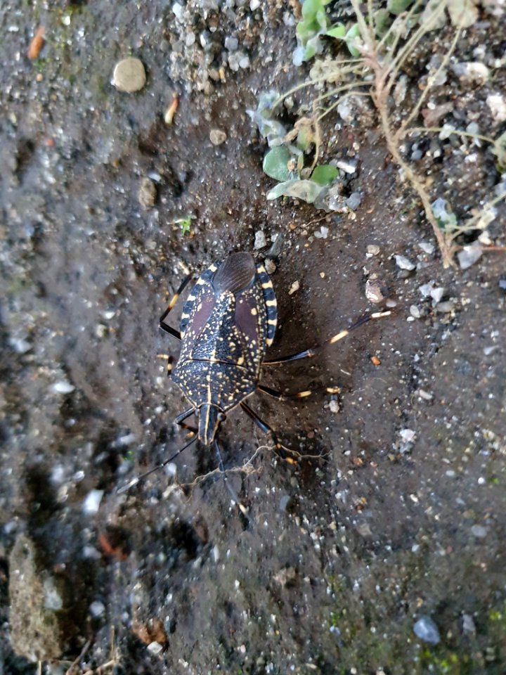 Black and white flying insect in Tokyo