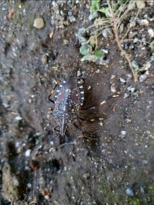 Black and white flying insect in Tokyo