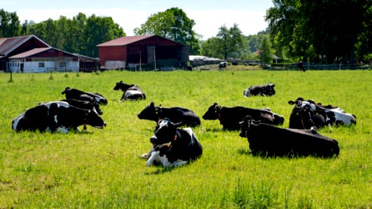 Black and white cows relaxing in Brodalen photo