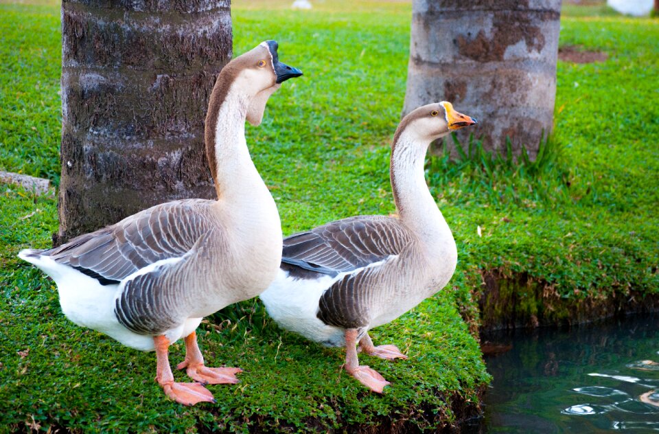Waterfowl nature ecology