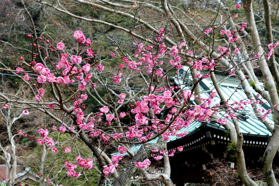 Blossoms - Kaizo-ji - Kamakura, Kanagawa, Japan - DSC08272