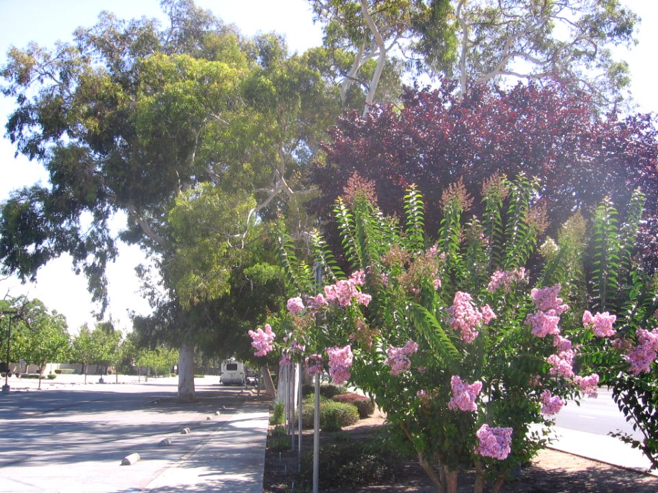 Blossom Hill Caltrain station 1399 04