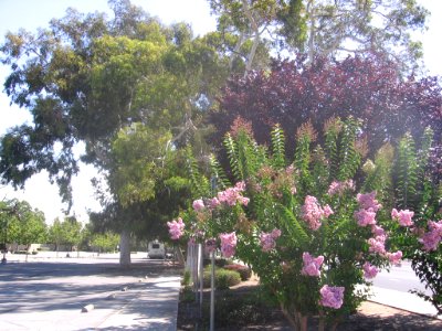 Blossom Hill Caltrain station 1399 04