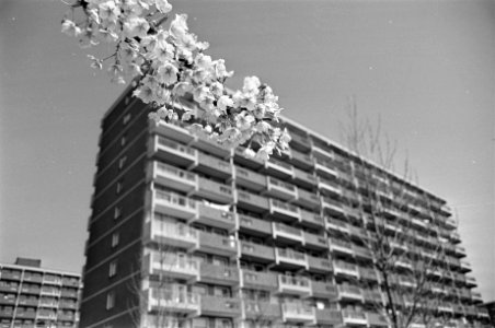 Bloesemboom bij flat in Amsterdam Noord, Bestanddeelnr 925-5205