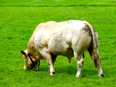 Blonde d'Aquitaine stier Tw