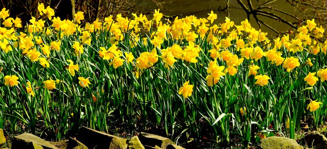 Yellow daffodils spring yellow photo