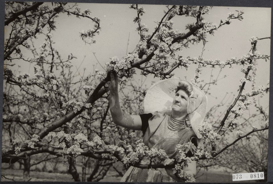 Bloesems, boomgaarden, klederdrachten, visser mw de, Bestanddeelnr 073-0810