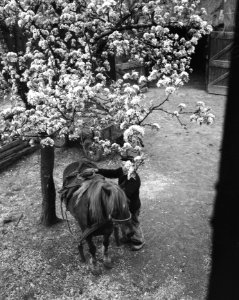 Bloesems in de Betuwe aangetast, Bestanddeelnr 908-5027