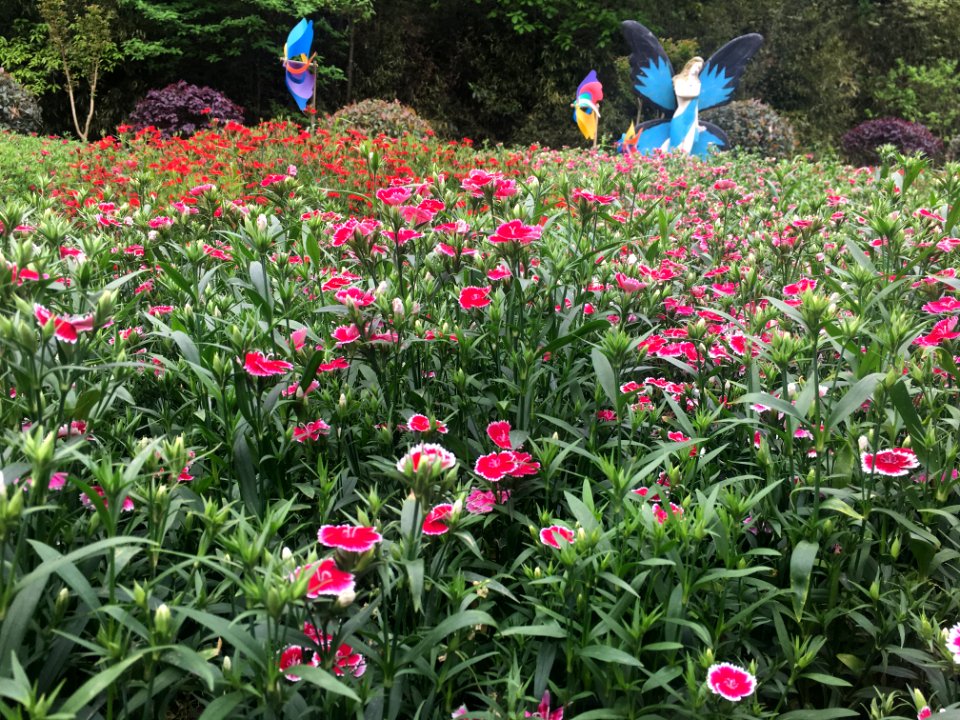 Blooming flowers in Guangming Butterfly Valley, picture5
