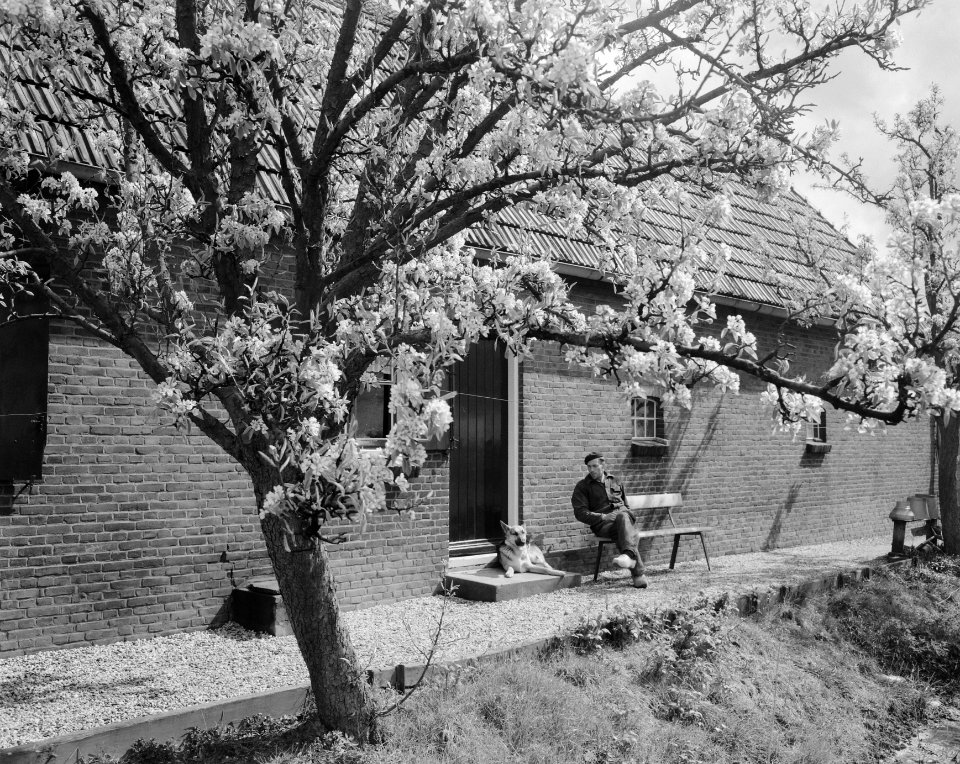 Bloesems in de Betuwe aangetast, Bestanddeelnr 908-5028