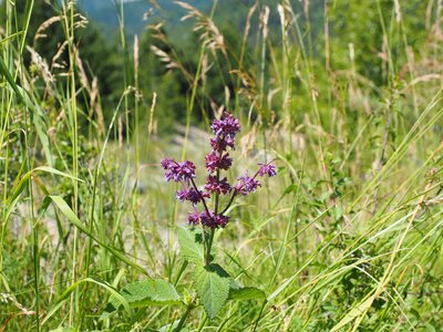 Violet purple salvia
