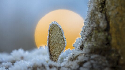Frost backlighting winter