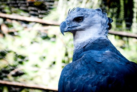 Bird prey ecology bird