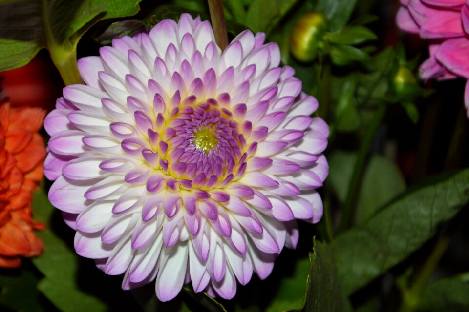 Flower dahlia garden late summer