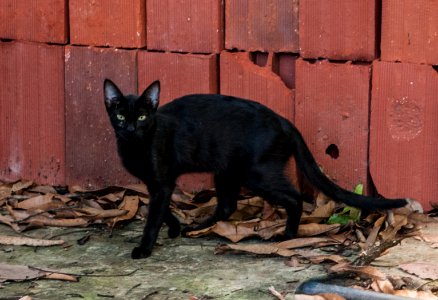 Black cat 666